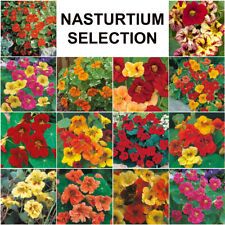 Nasturtium seeds selection for sale  WORTHING