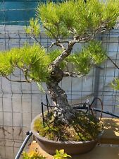 Pinus Thunbergii bonsai 55 cm (21.7") for sale  Shipping to South Africa