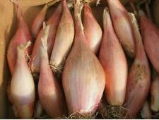 Onion shallot zebrune for sale  THORNTON HEATH