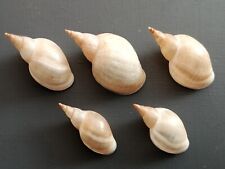 Freshwater shells lymnaea for sale  Shipping to United Kingdom