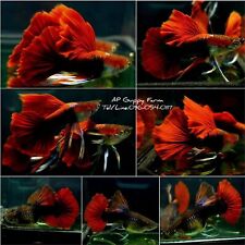 Red rose guppies for sale  Shipping to Ireland