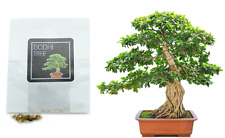 30 semi bonsai albero della Bodhi / fico sacro | coltiva il tuo albero bonsai | principianti usato  Spedire a Italy