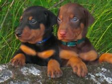 Doberman pinscher puppies for sale  Eau Claire