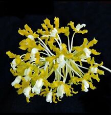 Laelia undulata alba for sale  San Francisco