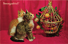Tabby kittens smorgasbird for sale  San Diego