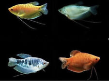 Mix gourami trichopodus for sale  LONDON