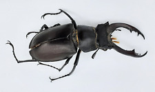 Lucanus akbesianus syriacus, A1, 57mm, Syria, #LL3 for sale  Shipping to South Africa