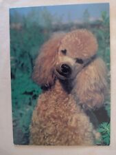 Red poodle dog for sale  POTTERS BAR