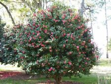 Camellia japonica camellia usato  Trappeto