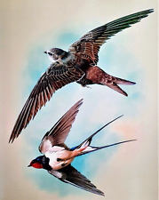 Swallow swift flight. for sale  NELSON