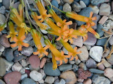 TYLECODON GRANDIFLORUS (LARGE ORANGE FLOWERS)  for sale  Shipping to South Africa