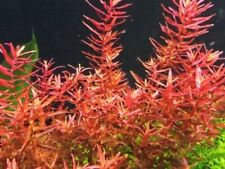 Rotala indica rotundifolia d'occasion  Ingwiller