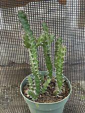 Euphorbia evansii multi for sale  Gilroy