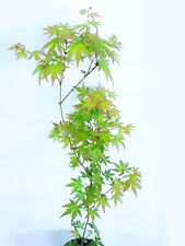 Green japanese maple for sale  Goode