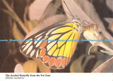 D077849 Jezebel Butterfly from the Far East. Delias eucharis. New Forest Butterf, used for sale  Shipping to South Africa