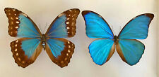 MORPHO AMATHONTE CHARONIA(=SARAREUS)*****pair**** Costa Rica,Guapiles for sale  Shipping to South Africa