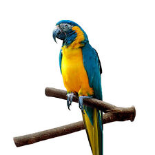 Pet parrot raw for sale  Shipping to Ireland