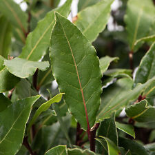 Bay leaves grow for sale  UK
