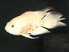 Albino long fin for sale  HAYWARDS HEATH