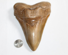 Megalodon fossil giant for sale  Wilmington