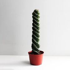 Spiral cactus 12 for sale  Mount Hamilton