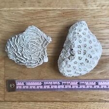 Antique brain coral for sale  LONDON