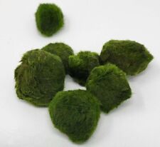 12cm giant marimo for sale  BUNGAY