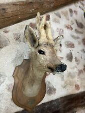 mounted deer head for sale  SHREWSBURY