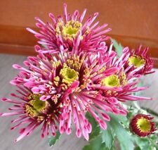 CHRYZANTEMA OGRODOWA ##### #ALEX CZERWONY ##### ZIMUJĄCA chrysanthemum , używany na sprzedaż  PL