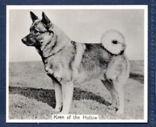 Elkhound original champion for sale  KEIGHLEY