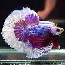 siamese fighting fish for sale  UK