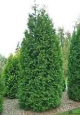 Thuja brabant lebensbaum gebraucht kaufen  Lastrup