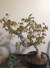 Bonsai tree.massive japanese for sale  Kansas City