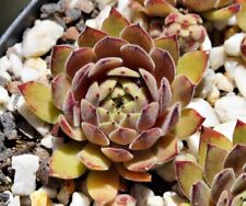 Sempervivum mockingjay eigene gebraucht kaufen  Selters