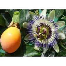 Passiflora edulis 180 gebraucht kaufen  Wurzen