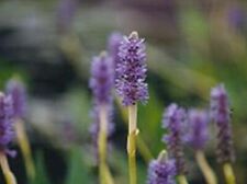 Pickerelweed plants natural for sale  Sanger