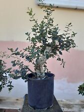 yamadori bonsai usato  Ucria