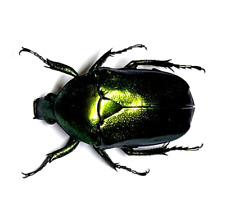 Insect - CETONIDAE Pedinorrhina recurva - Ghana - Female 22,5mm Uncommon...! comprar usado  Enviando para Brazil