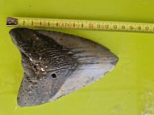 dente squalo megalodonte usato  Domodossola