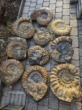 Ammonit groß lot gebraucht kaufen  Tuttlingen