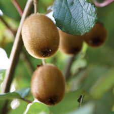 Actinidia deliciosa kiwi for sale  PETERBOROUGH