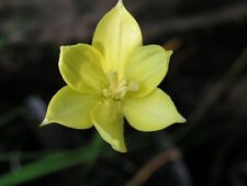 Rain lily zephyranthes for sale  Middleburg