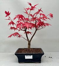japanese maple bonsai tree for sale  LUTTERWORTH