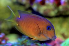 Blue eyed tang for sale  REDDITCH