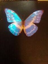 Papillon collection d'occasion  Florac