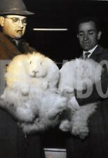 Vintage animali conigli usato  Roma