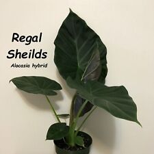 ~Regal Sheilds~ hybrid Alocasia Taro Elephant Ear Live sml plant 🌿  for sale  Shipping to South Africa