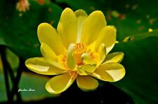 Graines lotus nelumbo d'occasion  Mantes-la-Jolie
