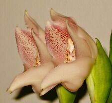 Fragranza orchidee anguloa usato  Spedire a Italy