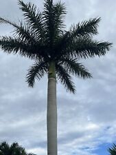 Roystonea regia palm for sale  Miami